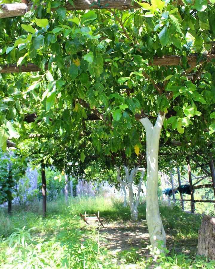 Tenuta Bosco-Casa Vacanze سيتارا المظهر الخارجي الصورة